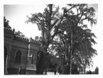 Mexico City, Building, Trees, Entrance to Chapultepec grounds