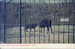 Juarez, Mexico. Lion and Bull Fight. 